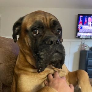 Meet your Posher, Goretti